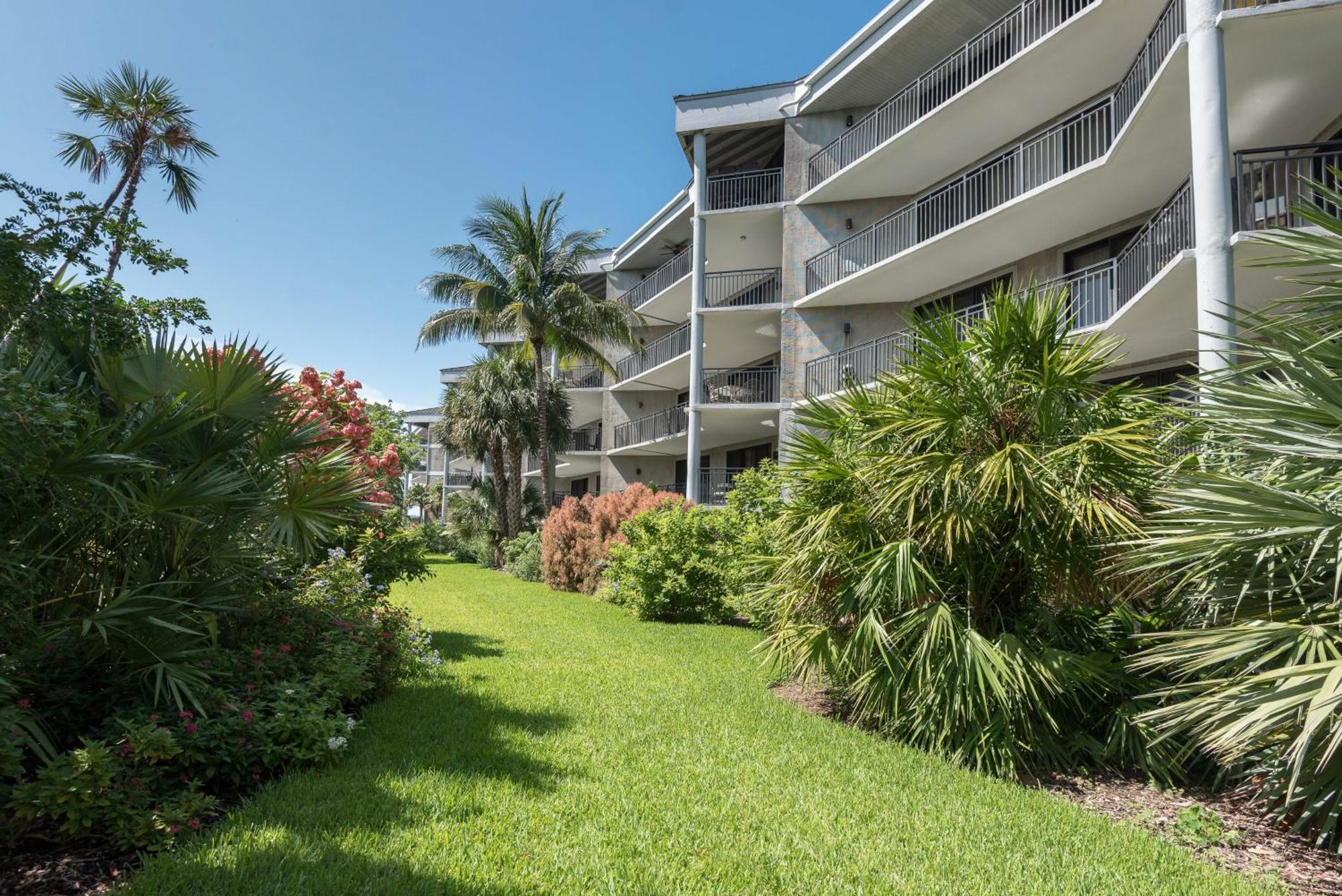 Coconut Palms